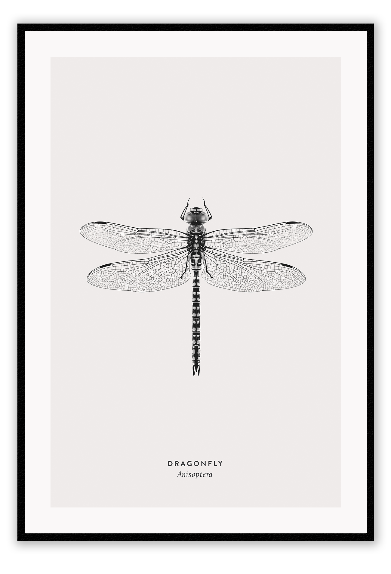 A black and white dragonfly insect sample-like wall art.