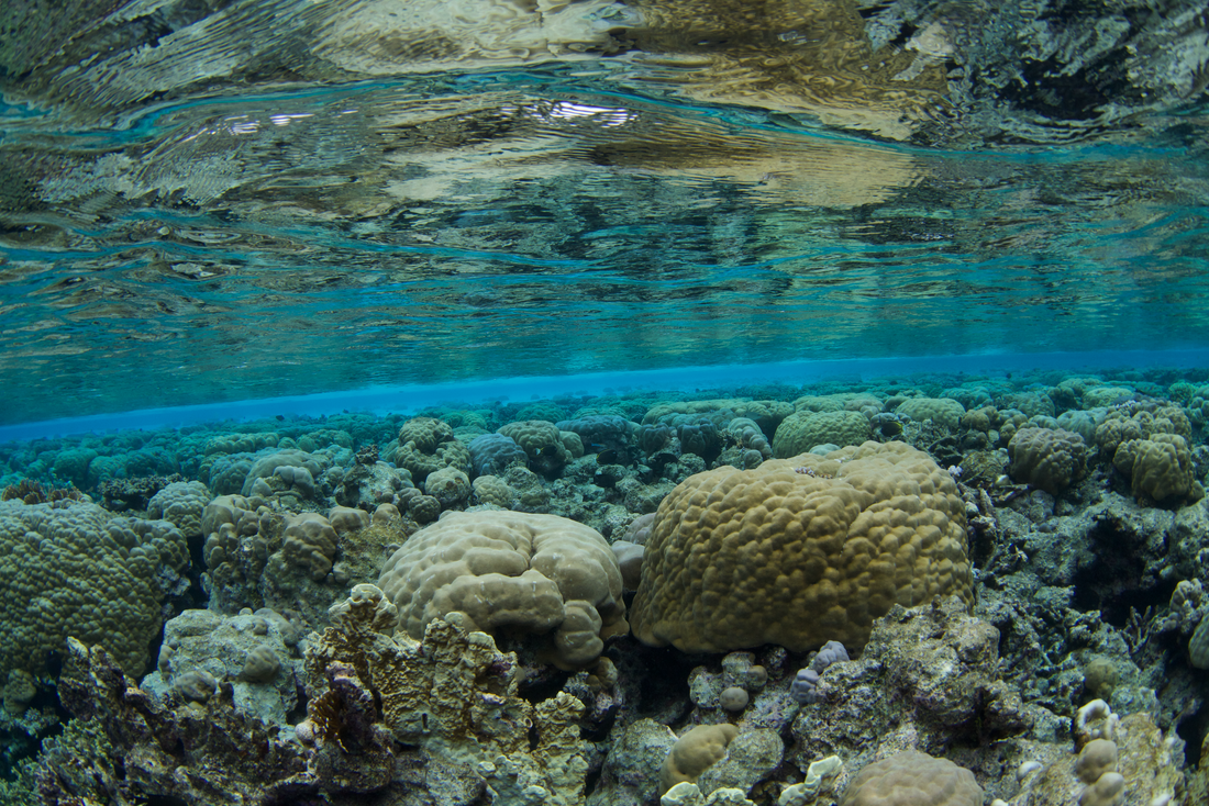 Coral