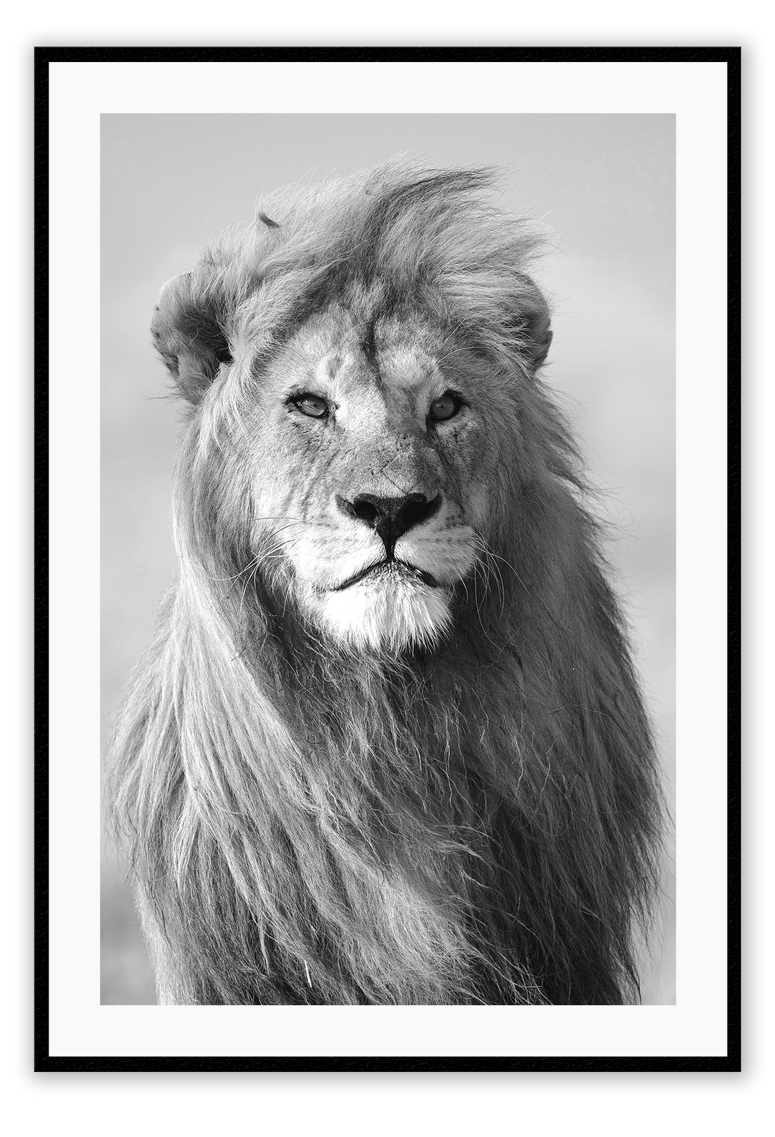 Black and white framed print of a majestic male lion