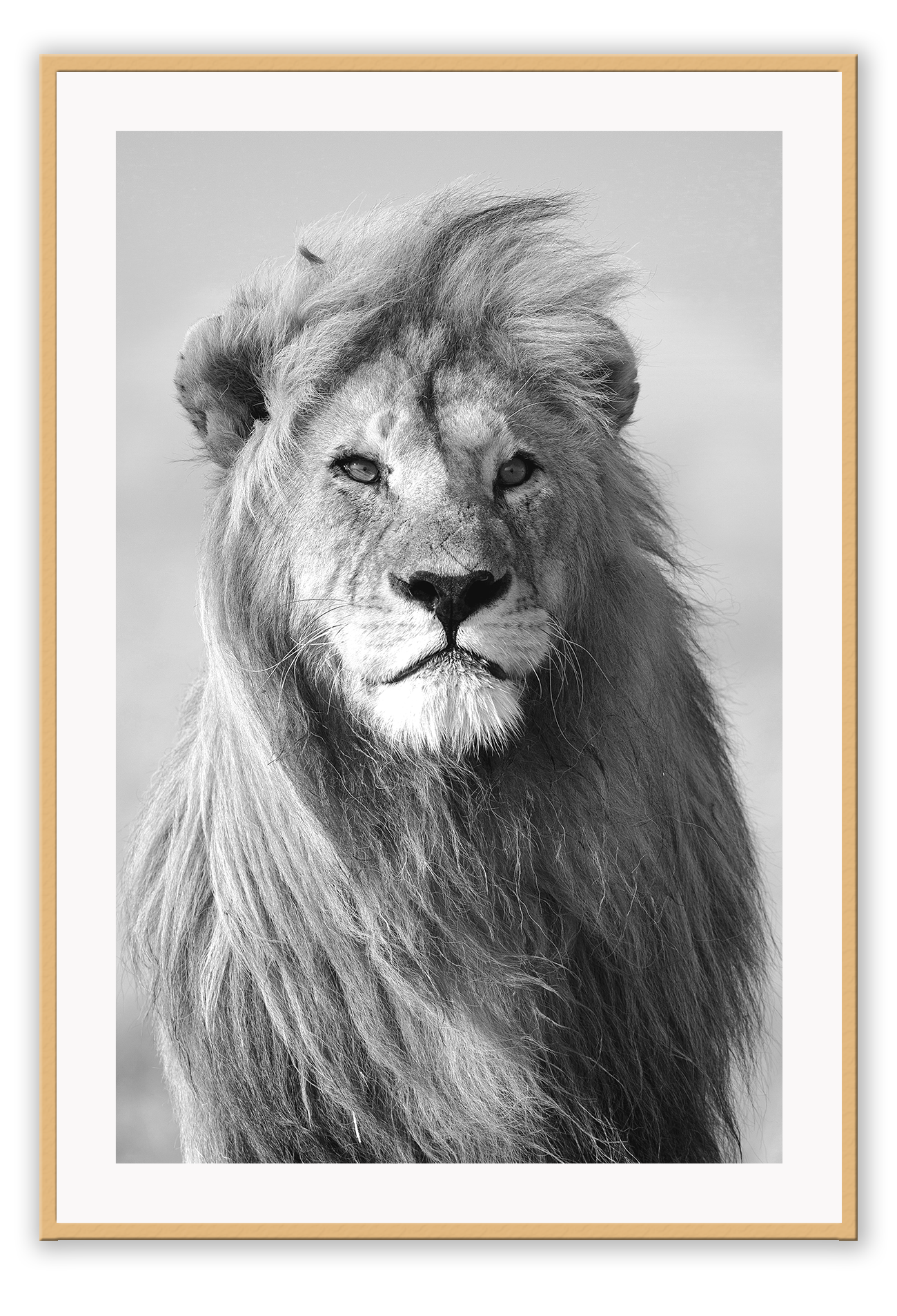 Black and white framed print of a lion