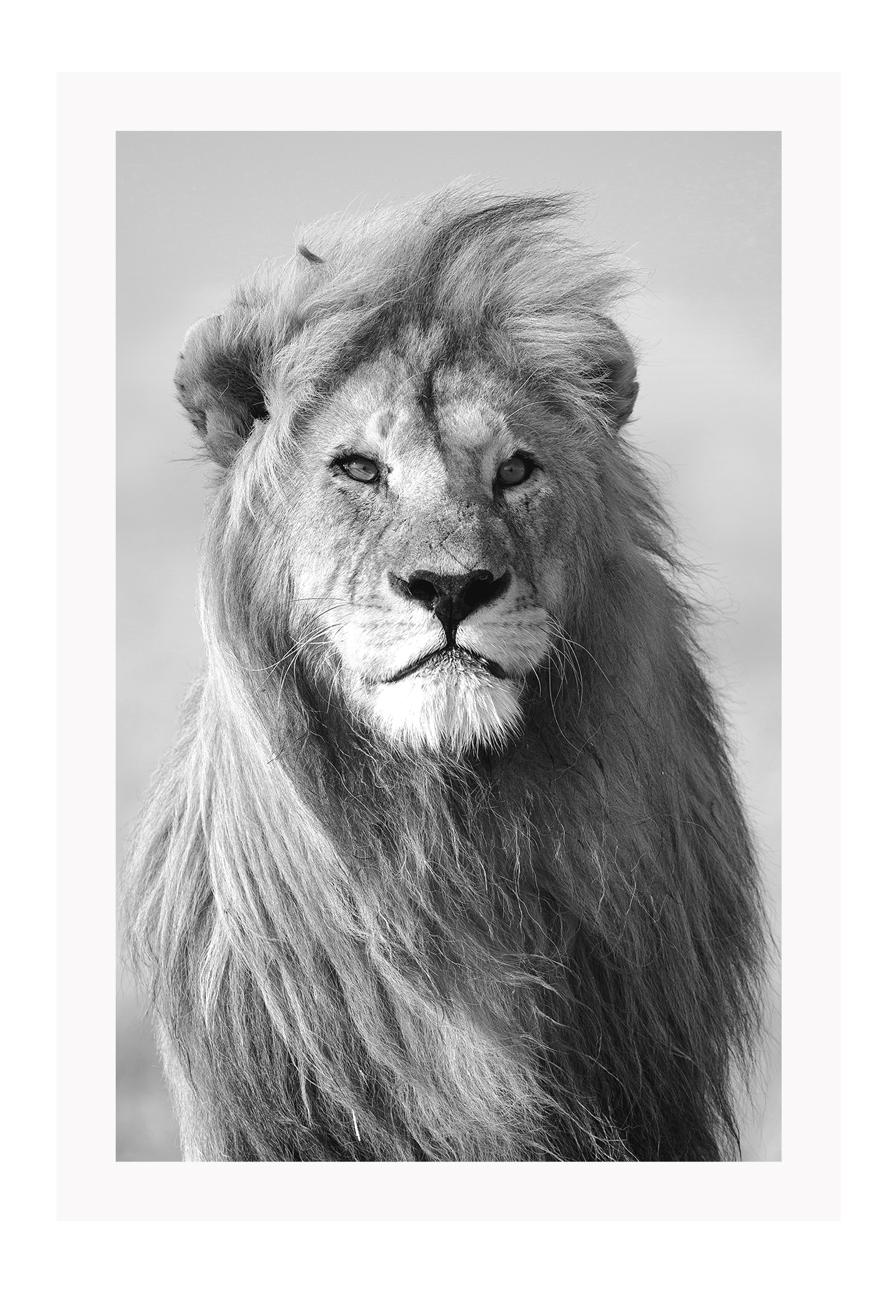 Black and white framed print of a lion