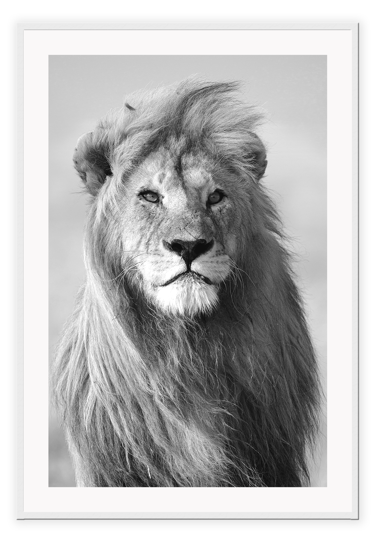 Black and white framed print of a lion