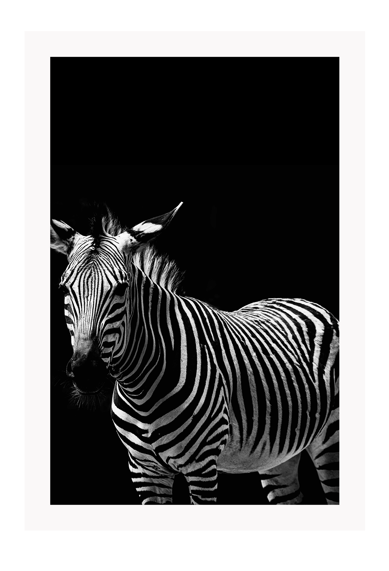 Dark moody black and white striped animal print portrait black background 