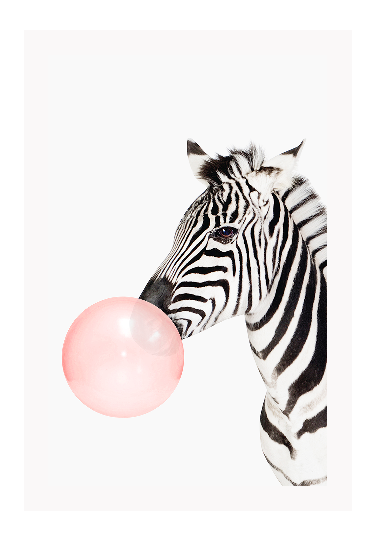 A fashion wall art with a zebra blowing pink bubble gum bubble