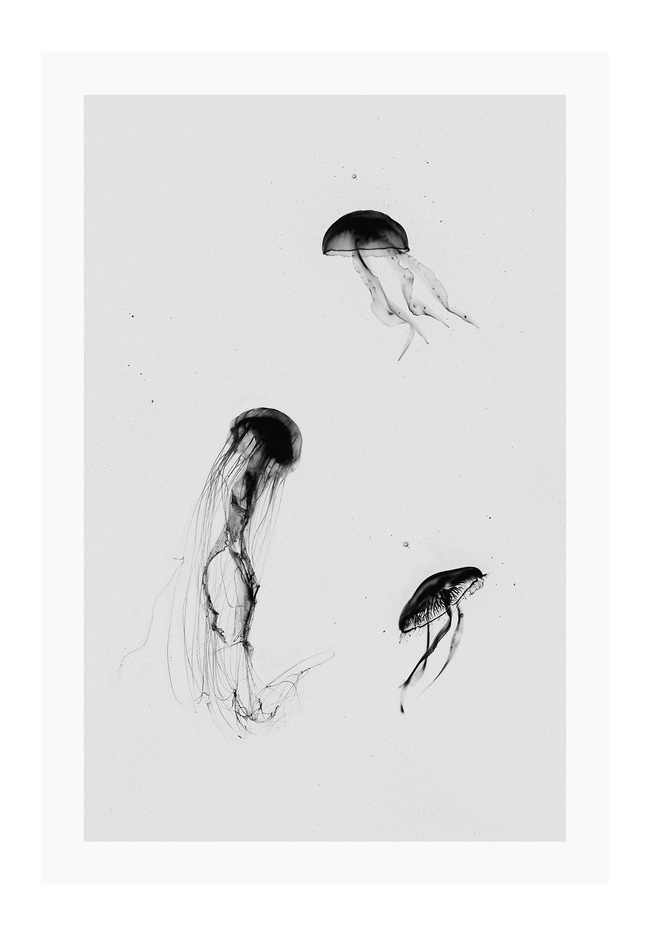 A greystyle wall art with jelly fish drawn in black ink on grey background.