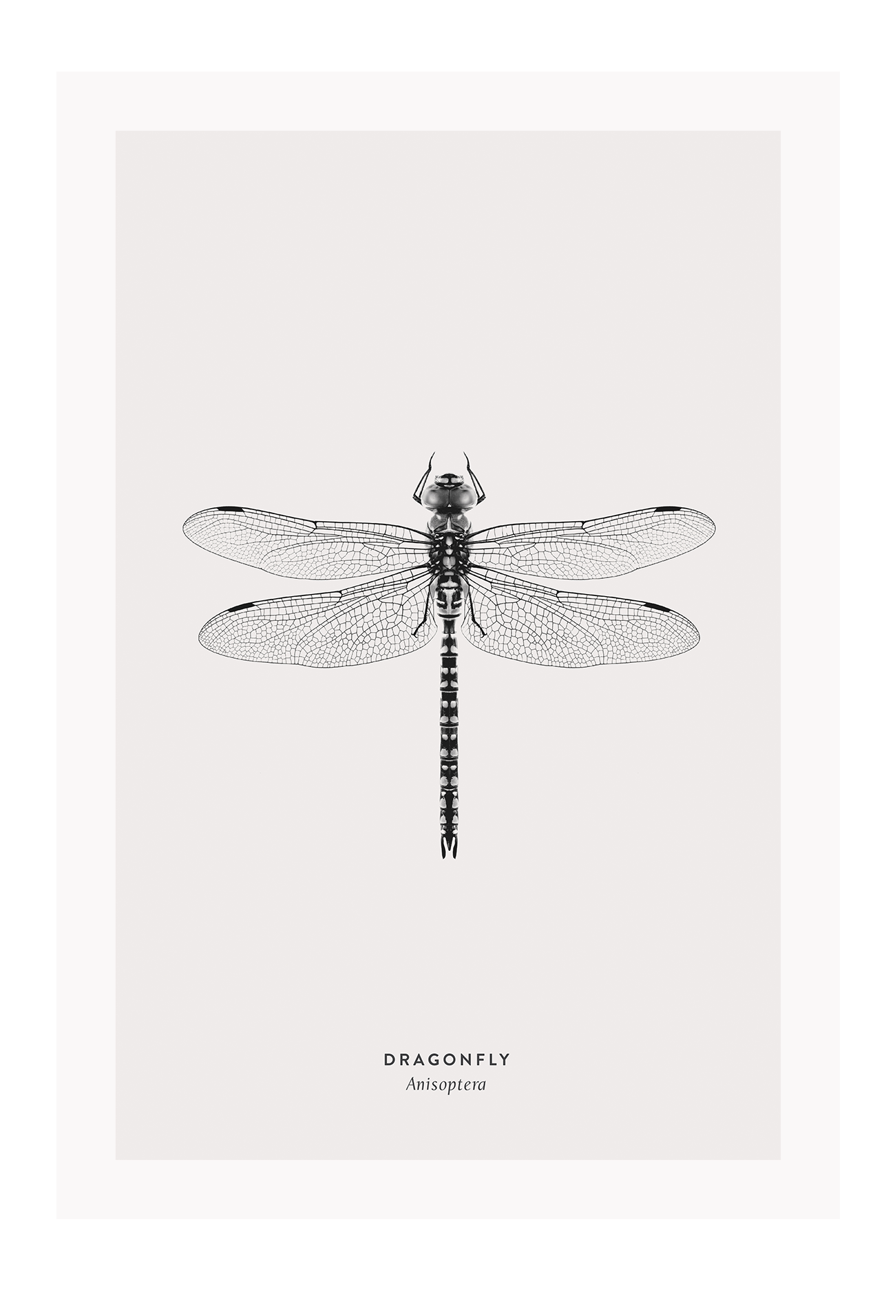 A black and white dragonfly insect sample-like wall art.