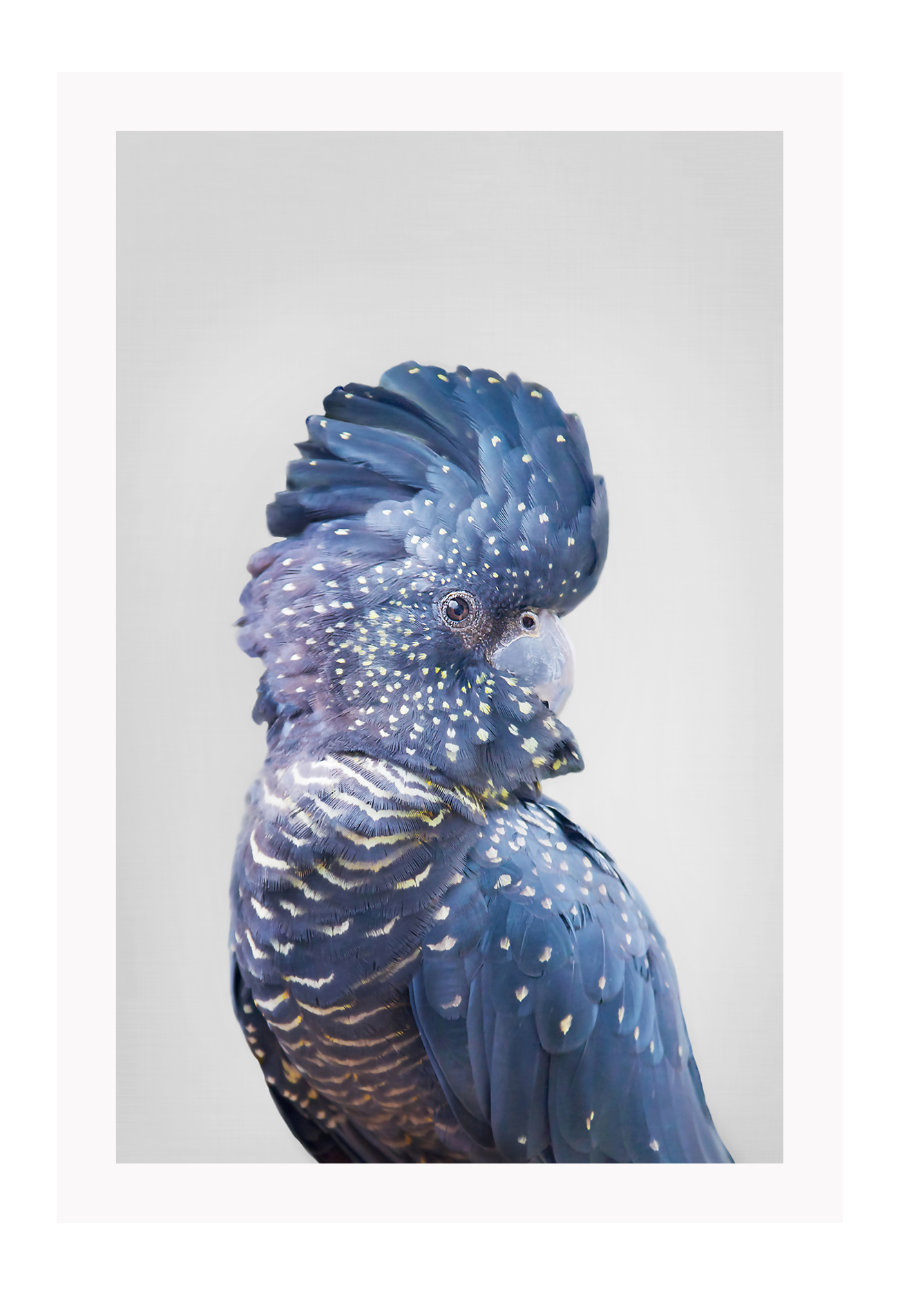 A natural animal wall art of a colourful parrot with blue and purple feathers on a grey background