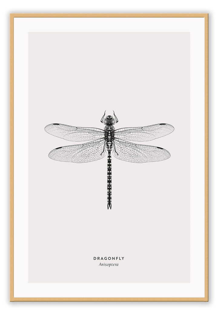 A black and white dragonfly insect sample-like wall art.