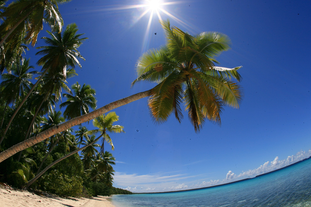 Palms