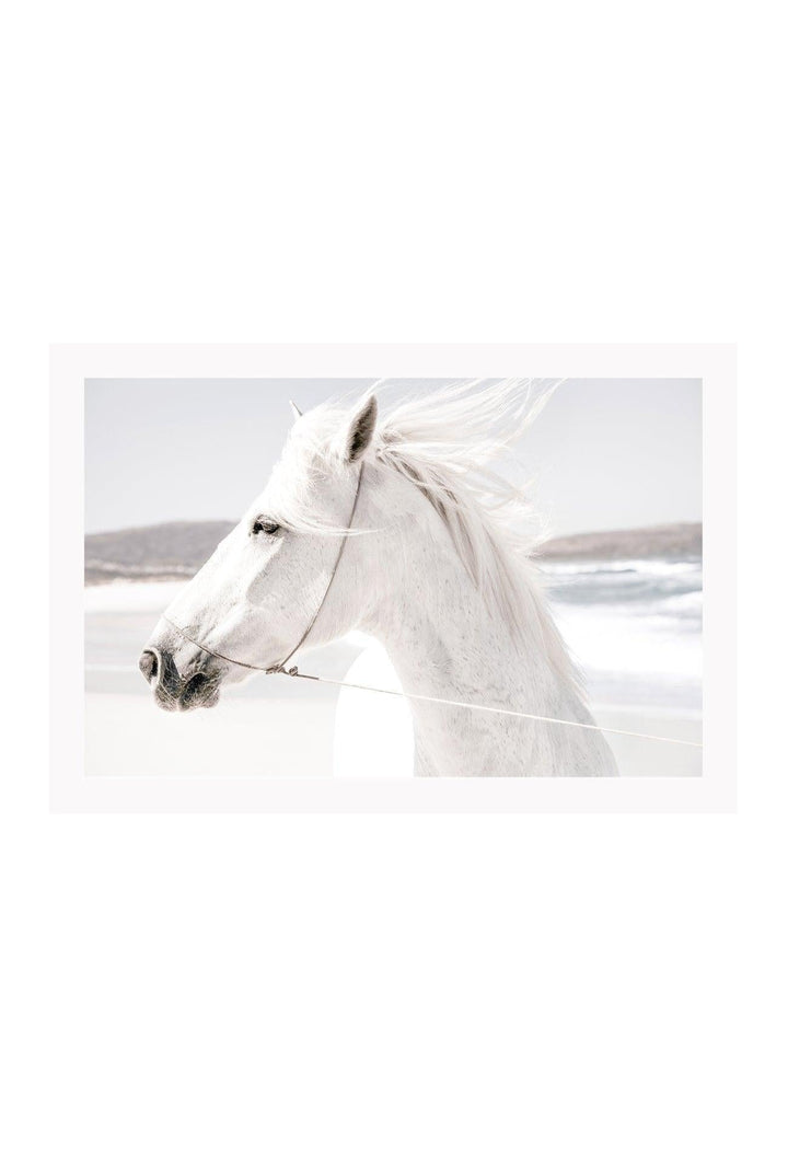 A framed print of a white horse with a landscape background, mounted in a black frame.