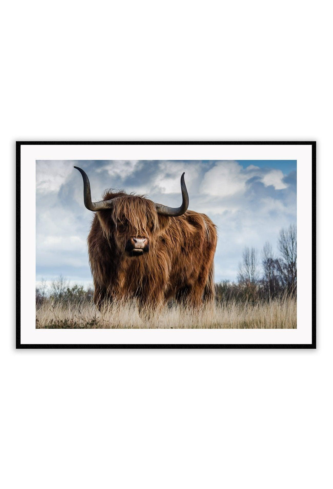 A framed print of a Highland Cow mounted on a wall, with a smooth matte wood finish frame and clear glass.