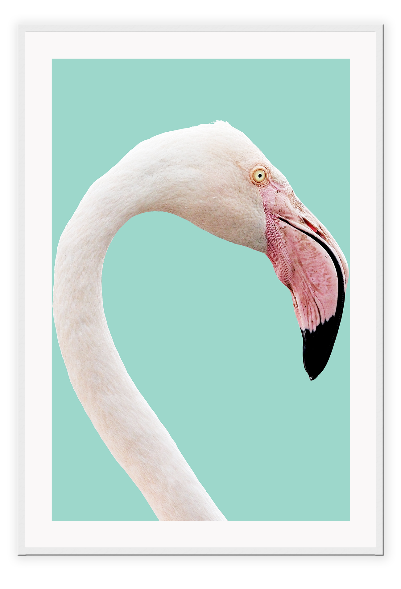 Animal print with profile of pink flamingo with white feathers on teal background